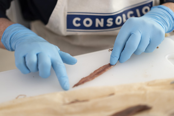 Sobadora de anchoa Consorcio